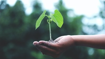 Every year, World Environment Day is observed to raise awareness about climate change, global warming, deforestation and loss of biodiversity. (Akil Mazumder) Every year, World Environment Day is observed to raise awareness about climate change, global warming, deforestation and loss of biodiversity. (Akil Mazumder)