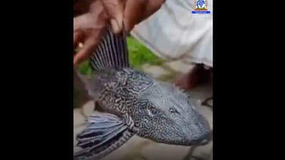 This fish was found in Assam. This fish was found in Assam.