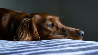 Dogs often hide their pain due to instincts inherited from their wild ancestors, making it challenging for owners to detect when something is wrong. (Unsplash) Dogs often hide their pain due to instincts inherited from their wild ancestors, making it challenging for owners to detect when something is wrong. (Unsplash)