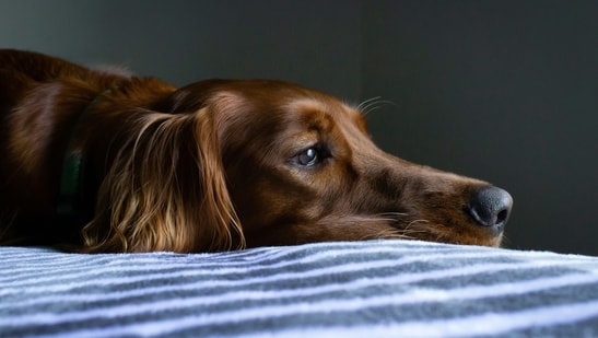 Dogs often hide their pain due to instincts inherited from their wild ancestors, making it challenging for owners to detect when something is wrong. (Unsplash)