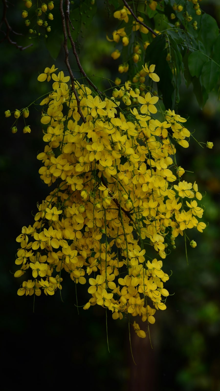dileesh-kumar-D7bNLZ0VUZ8-unsplash