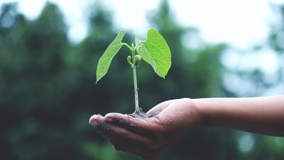 World Environment Day 2024: As we celebrate World Environment Day, the spotlight is on the urgent need for sustainable practices and green technology. (Akil Mazumder) World Environment Day 2024: As we celebrate World Environment Day, the spotlight is on the urgent need for sustainable practices and green technology. (Akil Mazumder)