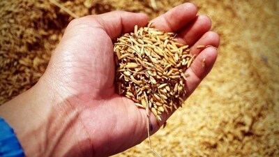 Brown rice: Nutty and fibre-packed, brown rice has a low GI of 50. This is better for people with diabetes and prevent sugar spikes. It also helps keep you full longer and curb unwanted hunger pangs.&nbsp; (Pixabay)