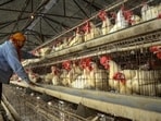 Confirmed cases of bird flu were reported from a government-run poultry in Jharkhand’s Bokaro district on Tuesday. (PTI) Confirmed cases of bird flu were reported from a government-run poultry in Jharkhand’s Bokaro district on Tuesday. (PTI)
