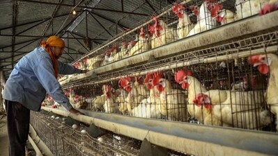 Confirmed cases of bird flu were reported from a government-run poultry in Jharkhand’s Bokaro district on Tuesday. (PTI) Confirmed cases of bird flu were reported from a government-run poultry in Jharkhand’s Bokaro district on Tuesday. (PTI)