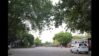The auction of 400 trees in Lucknow will lead to their eventual felling (HT) The auction of 400 trees in Lucknow will lead to their eventual felling (HT)