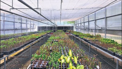 The civic body opened its first high-tech nursery in the historic Mughal-era garden in December 2022. (Vipin Kumar/HT Photo) The civic body opened its first high-tech nursery in the historic Mughal-era garden in December 2022. (Vipin Kumar/HT Photo)