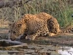 Rajasthan: Leopard drinking water from a waterhole to quench his thirst. Rajasthan: Leopard drinking water from a waterhole to quench his thirst.