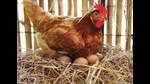 Egg consumers in India have access to commercially-produced or ethically-produced eggs. (SHUTTERSTOCK)