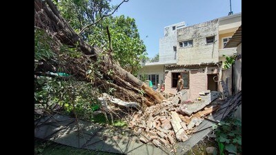 A tree was uprooted due to storm on Wednesday in Sector 36 residential area in Chandigarh. (Ravi Kumar/HT)