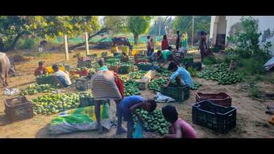 Farmers in Sitapur gather mangoes that fell due to the storm on Thursday night. (HT) Farmers in Sitapur gather mangoes that fell due to the storm on Thursday night. (HT)