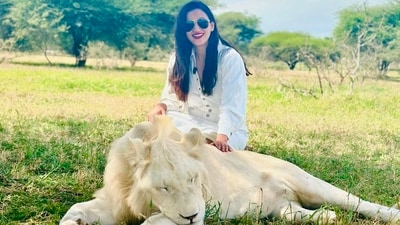 Gauahar Khan also responded to one of the users who criticised her trip. A person commented, “They are obviously not free if they're being tamed by humans. You are interfering with nature for the sake of entertainment. Please stop promoting this behaviour (sic.)” The actor replied, “lol ! Get ur facts right , they r in the forest, free from cages, well fed , n free to bask in the sun all day . This is not a zoo or a personal entertainment park. It a property for the animals spread across acres n acres of forest. So calm down (sic.)” Gauahar Khan also responded to one of the users who criticised her trip. A person commented, “They are obviously not free if they're being tamed by humans. You are interfering with nature for the sake of entertainment. Please stop promoting this behaviour (sic.)” The actor replied, “lol ! Get ur facts right , they r in the forest, free from cages, well fed , n free to bask in the sun all day . This is not a zoo or a personal entertainment park. It a property for the animals spread across acres n acres of forest. So calm down (sic.)”