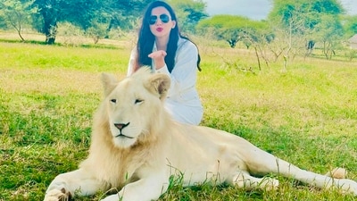 Gauahar Khan and Zaid Darbar spent time with many beautiful animals like white lion, zebra and giraffes as they explored the jungle. The duo posted many pictures with their safari friends on their Instagram handles. Gauahar Khan and Zaid Darbar spent time with many beautiful animals like white lion, zebra and giraffes as they explored the jungle. The duo posted many pictures with their safari friends on their Instagram handles.