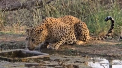 Rajasthan: Leopard drinking water from a waterhole to quench his thirst. (X/@skumarias02) Rajasthan: Leopard drinking water from a waterhole to quench his thirst. (X/@skumarias02)