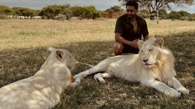 Both Zaid and Gauahar clicked their solo pictures with white lions during their safari. Zaid captioned his post as, "The Lion King (lion emoji) #kingofthejungle #africa #tanzania #whitelion." A user had tried to troll him by commenting, “Wife ke paiso pe aish karna ka maza hi alag hai (It's a different kind of fun to holiday with your wife's money).” However, Zaid humorously responded and wrote, “Haan bahut maza hai. Tu bhi try kar (Yes, it's fun. You should try it too).” Both Zaid and Gauahar clicked their solo pictures with white lions during their safari. Zaid captioned his post as, "The Lion King (lion emoji) #kingofthejungle #africa #tanzania #whitelion." A user had tried to troll him by commenting, “Wife ke paiso pe aish karna ka maza hi alag hai (It's a different kind of fun to holiday with your wife's money).” However, Zaid humorously responded and wrote, “Haan bahut maza hai. Tu bhi try kar (Yes, it's fun. You should try it too).” 