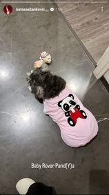 Natasa uploaded a story, calling her dog 'Baby Rover Pand(Y)a'.
