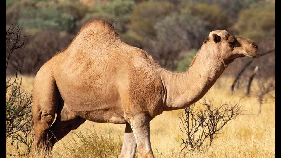 Camels served as colonial exploration assistants in the 19th century in Australia. (ADOBE STOCK)
