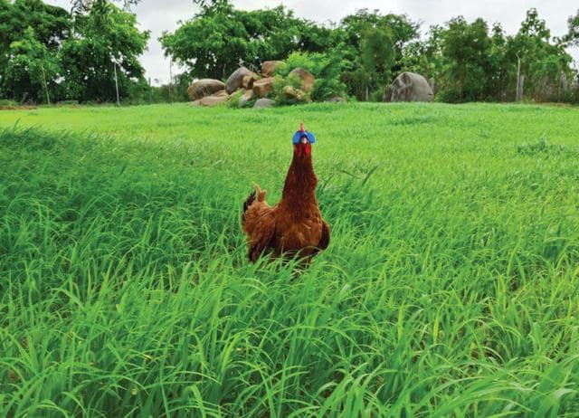Natural egg farms such as Nutrifresh Eggs keep their hens in open pasture so that they live stress-free. (NUTRIFRESH EGGS) Natural egg farms such as Nutrifresh Eggs keep their hens in open pasture so that they live stress-free. (NUTRIFRESH EGGS)
