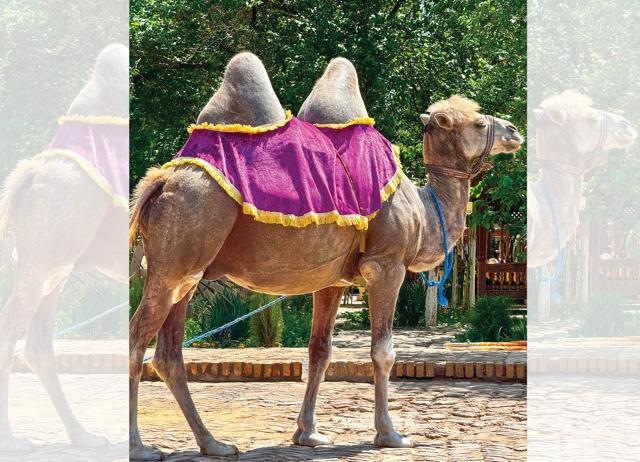 The double-humped Bactrian camel is still a common sight in Uzbekistan. The double-humped Bactrian camel is still a common sight in Uzbekistan.