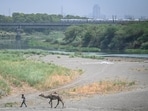 Extreme heatwave in north India has led to depleting water levels in the Yamuna. (Sanchit Khanna/HT) Extreme heatwave in north India has led to depleting water levels in the Yamuna. (Sanchit Khanna/HT)