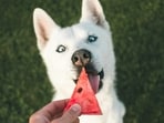 pets