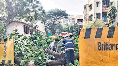 BMC road contractor fined ₹1.5L for felling 25-year-old rain tree in JB Nagar BMC road contractor fined ₹1.5L for felling 25-year-old rain tree in JB Nagar