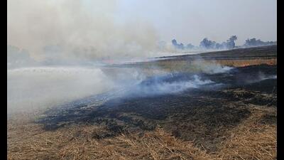 As per PPCB data, the border district, Gurdaspur reported 1,336 farm fire incidents, the highest in the state this year. Amritsar with 1,015 incidents was second. As per PPCB data, the border district, Gurdaspur reported 1,336 farm fire incidents, the highest in the state this year. Amritsar with 1,015 incidents was second.