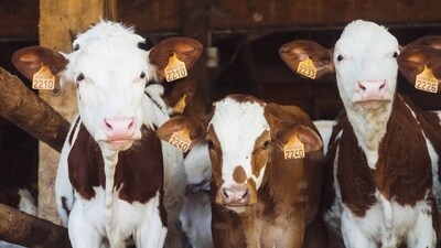 Scientists and government officials hope the research will guide efforts to contain the virus and reduce exposure to humans. (Unsplash)