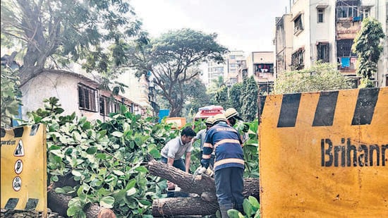 BMC road contractor fined ₹1.5L for felling 25-year-old rain tree in JB Nagar