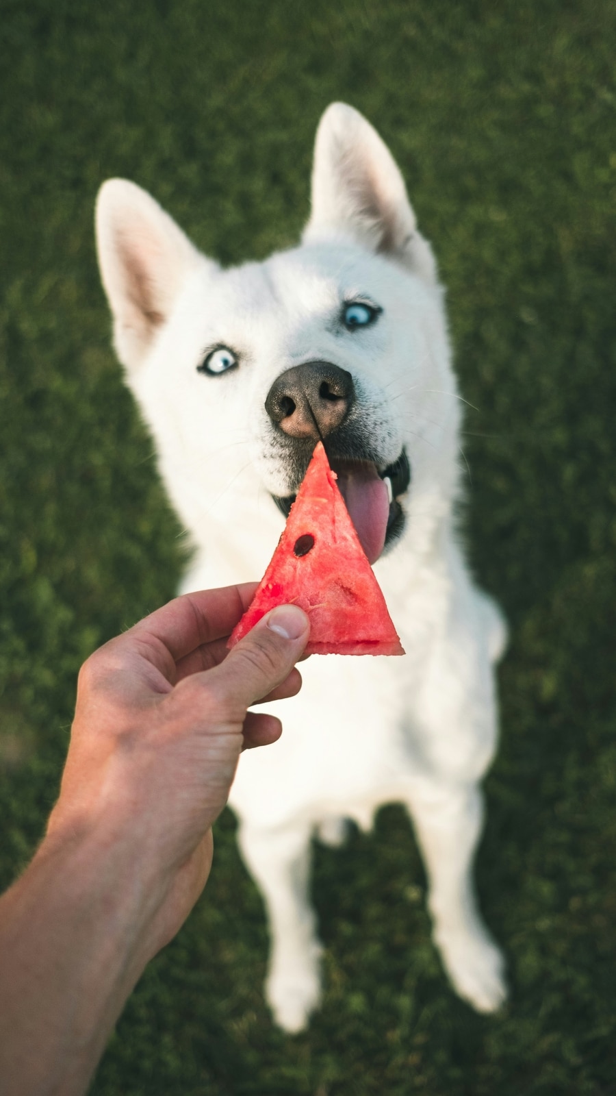 pets