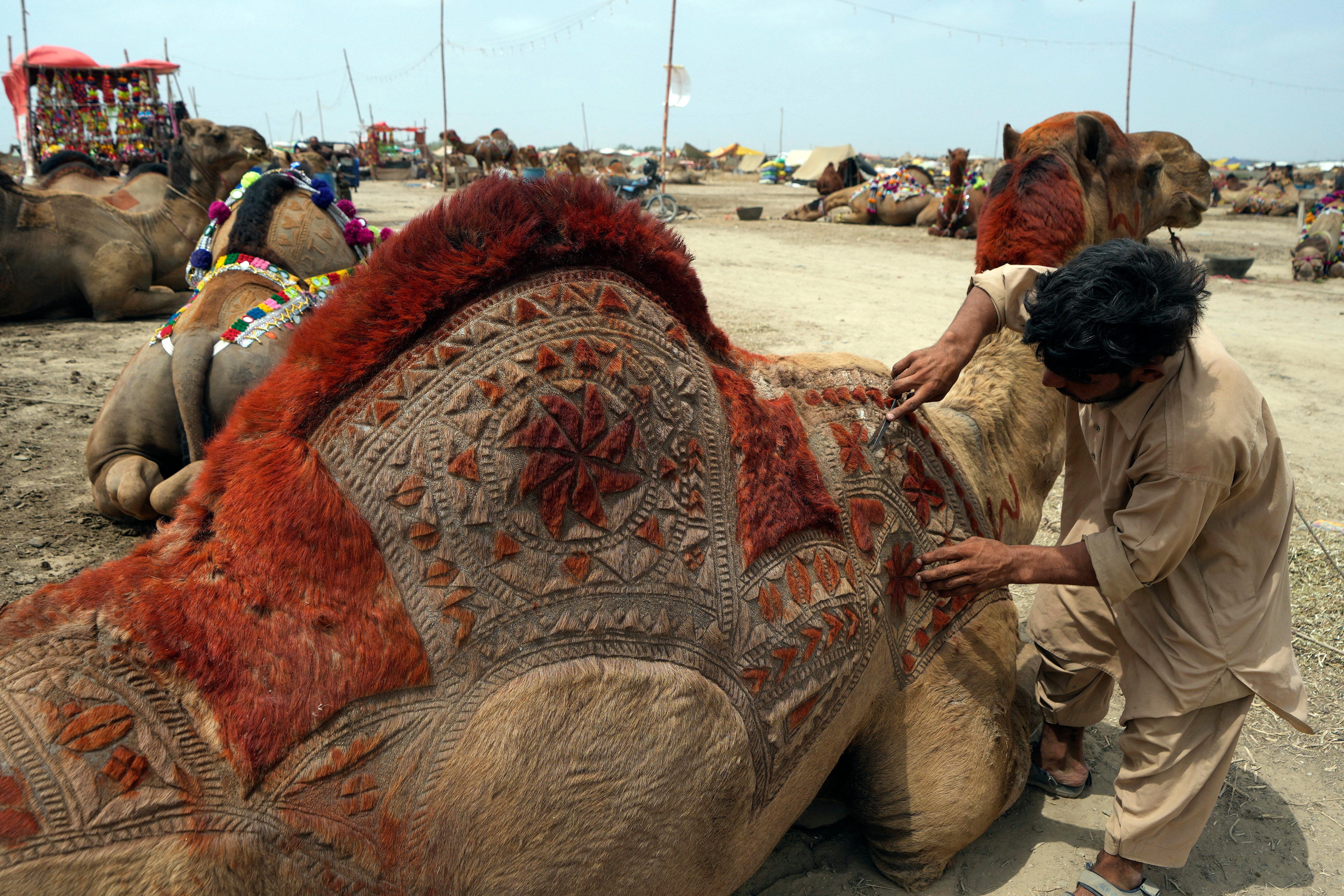 A Pakistani vendor makes a design on a camel to attract customers at a cattle market set up for the upcoming Muslim holiday of Eid al-Adha, in Karachi, Pakistan (AP Photo/Fareed Khan) A Pakistani vendor makes a design on a camel to attract customers at a cattle market set up for the upcoming Muslim holiday of Eid al-Adha, in Karachi, Pakistan (AP Photo/Fareed Khan)