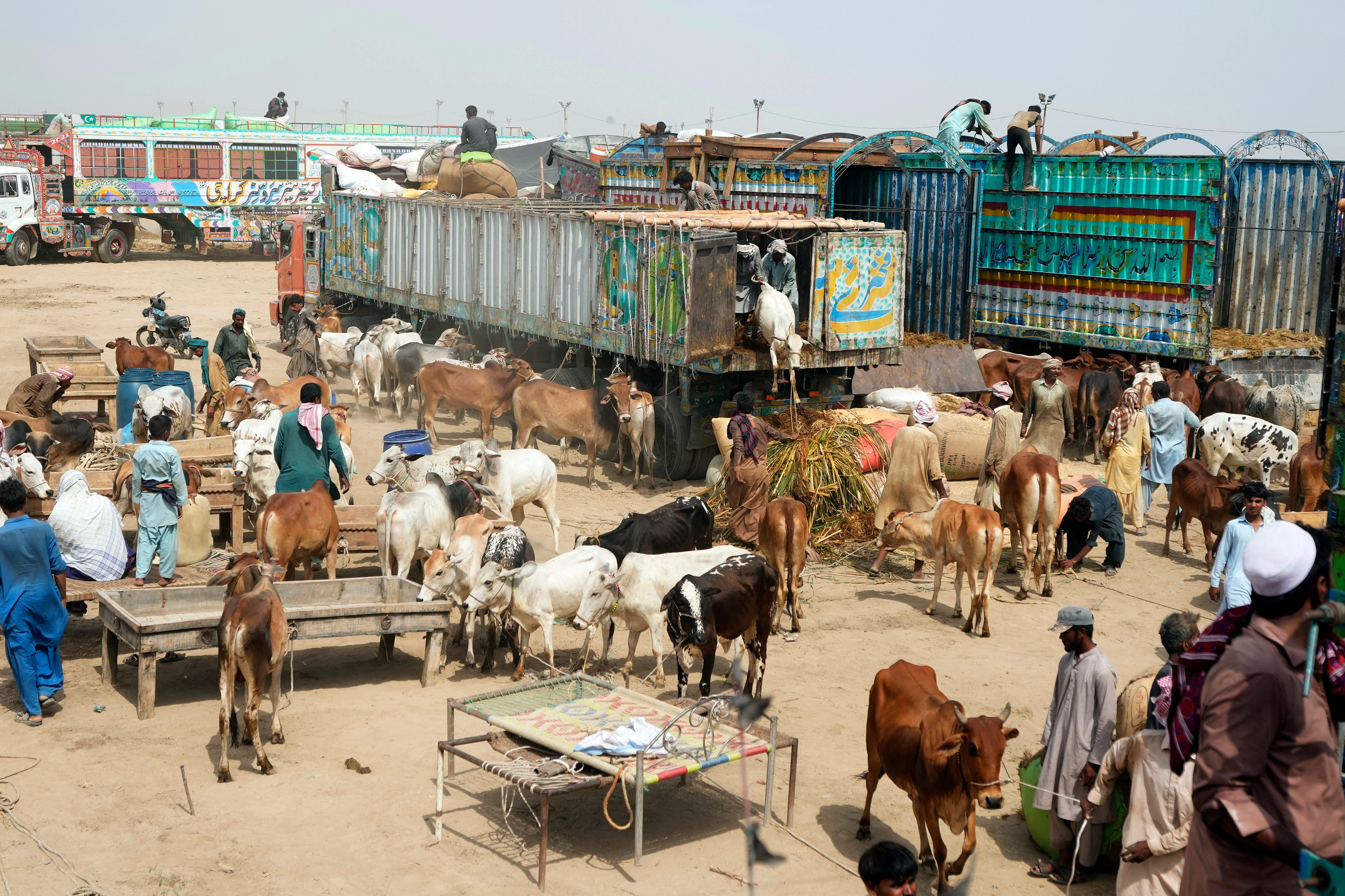 Pakistani vendors load off their cattle at a livestock market set up for the upcoming Muslim holiday of Eid al-Adha, in Karachi, Pakistan (AP Photo/Fareed Khan) Pakistani vendors load off their cattle at a livestock market set up for the upcoming Muslim holiday of Eid al-Adha, in Karachi, Pakistan (AP Photo/Fareed Khan)