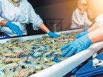 India is currently the second-largest aquaculture shrimp producer at 900,000 tonne in 2022, after Ecuador. (Shutterstock)