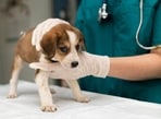 Moving a sick or injured pet requires careful planning and gentle handling to ensure their safety and comfort. Moving a sick or injured pet requires careful planning and gentle handling to ensure their safety and comfort.
