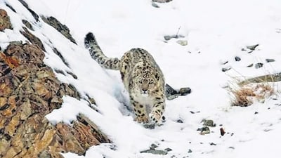 Meet the snow leopard, inhabiting the mountains in some of the harshest conditions on the planet (HT) Meet the snow leopard, inhabiting the mountains in some of the harshest conditions on the planet (HT)
