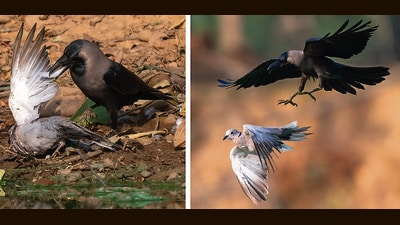 Last Sunday, at a pond in New Chandigarh, Anuj Jain chanced upon a Eurasian collared dove twice escaping the proverbial jaws of death. (Anuj Jain) Last Sunday, at a pond in New Chandigarh, Anuj Jain chanced upon a Eurasian collared dove twice escaping the proverbial jaws of death. (Anuj Jain)