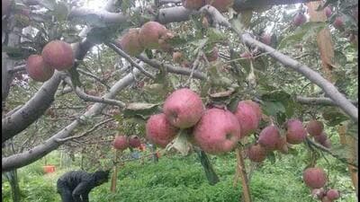The state government will ensure the introduction of a universal carton during the upcoming apple season to benefit fruit growers, said horticulture minister Jagat Singh Negi after presiding over a meeting regarding apple season preparedness with various stakeholders here today. (HT File)