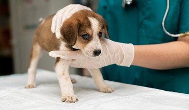 Moving a sick or injured pet requires careful planning and gentle handling to ensure their safety and comfort. (Freepik) Moving a sick or injured pet requires careful planning and gentle handling to ensure their safety and comfort. (Freepik)