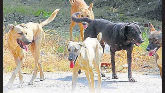 The dog bite cases till March this year were 39, 313 whereas the cases last year were 2.02 lakh. In 2022, the state witnessed 1.65 lakh dog bite incidents.