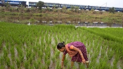 Farmers' distress in India is a profound socio-economic issue deeply rooted in systemic challenges. (AP File Photo) Farmers' distress in India is a profound socio-economic issue deeply rooted in systemic challenges. (AP File Photo)