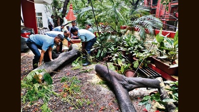 As per officials, citizens in PMC limits can contact 101, 020-26561706 or 020-26451707 to seek permission to trim branches or remove dangerous trees. (HT PHOTO)