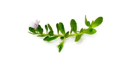 Brahmi: Enhances cognitive function, memory, and concentration. Reduces stress and anxiety, promoting overall brain health. (Unsplash) Brahmi: Enhances cognitive function, memory, and concentration. Reduces stress and anxiety, promoting overall brain health. (Unsplash)