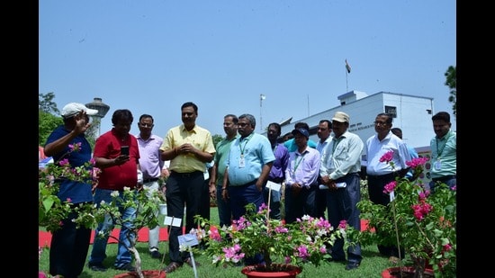 The Bougainvillea festival is being organised by CSIR-NBRI (HT)