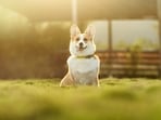 Welcoming a new dog into your home is exciting, but it can also be overwhelming for your furry friend. 