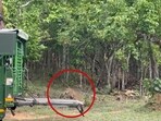 Leopard taking a leap into the wild after being rescued by forest officials. 