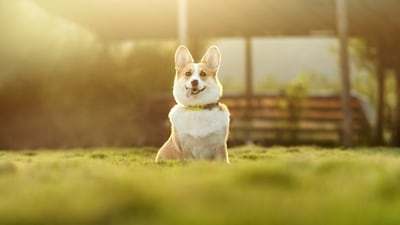 Welcoming a new dog into your home is exciting, but it can also be overwhelming for your furry friend. (Unsplash) Welcoming a new dog into your home is exciting, but it can also be overwhelming for your furry friend. (Unsplash)
