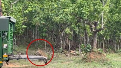 Leopard taking a leap into the wild after being rescued by forest officials. (X/@susantananda3)