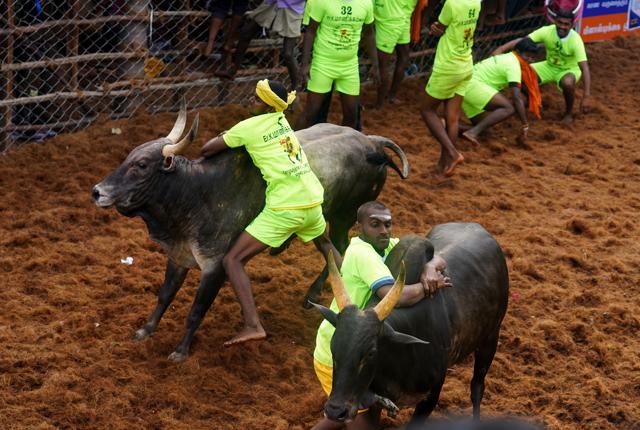 Participants try to tame a bull during a jallikattu event at Alanganallur village near Madurai, Tamil Nadu on Thursday, January 17, 2019. (Hemanshi Kamani/HT) Participants try to tame a bull during a jallikattu event at Alanganallur village near Madurai, Tamil Nadu on Thursday, January 17, 2019. (Hemanshi Kamani/HT)