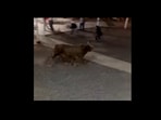 Several ambulances were called to the scene after the bull attack. 