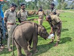 The baby elephant in the care of Tamil Nadu foresters. The baby elephant in the care of Tamil Nadu foresters.